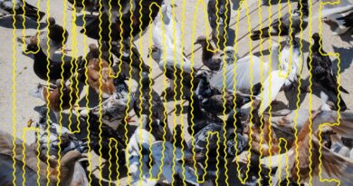 SALÒ veröffentlicht Single „rotten.com