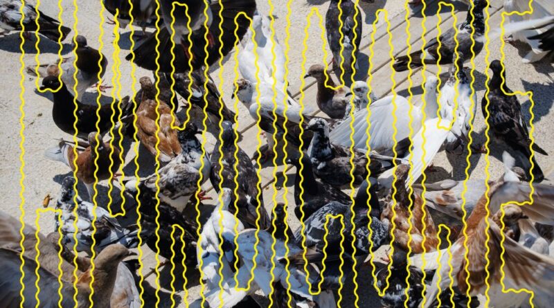 SALÒ veröffentlicht Single „rotten.com